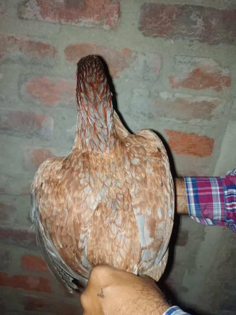 very beautiful hen and active weight 2 kg approximately — photo 5