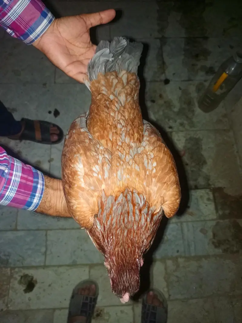 very beautiful hen and active weight 2 kg approximately — photo 6