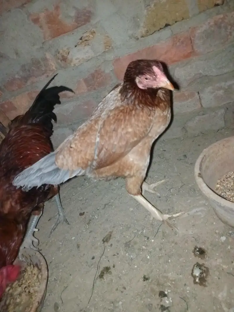 very beautiful hen and active weight 2 kg approximately — photo 7