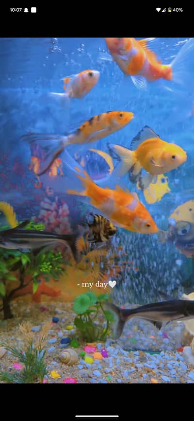 fishes for sale
