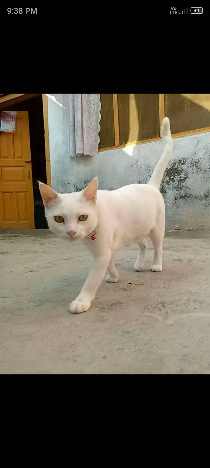 parsian 1