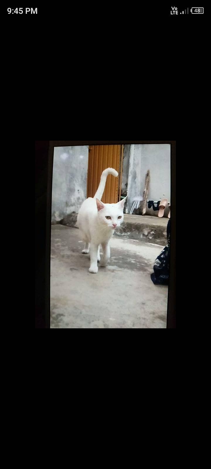 parsian 4