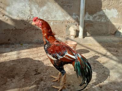 Aseel Mianwali Murga