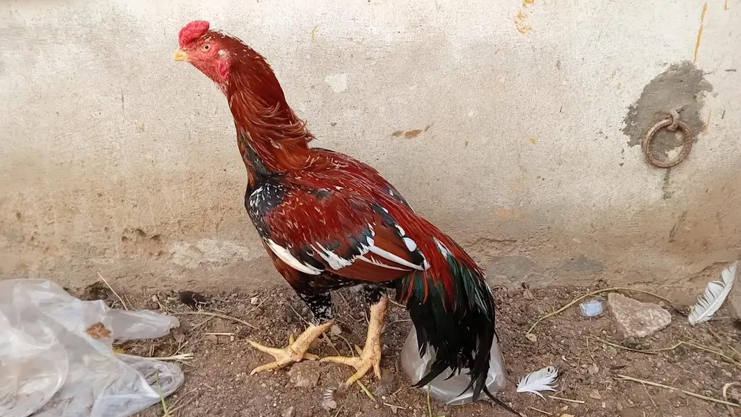 Aseel Mianwali Murga — photo 2