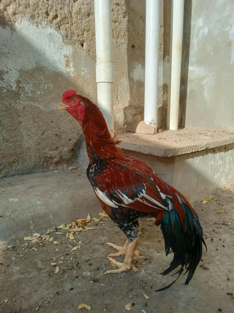 Aseel Mianwali Murga — photo 4