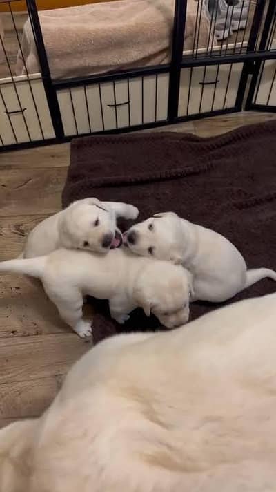 Labrador puppy