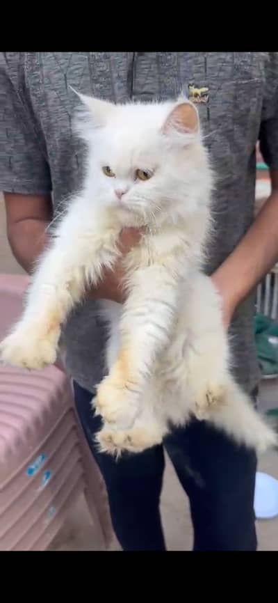 Persian cat for urgent sale