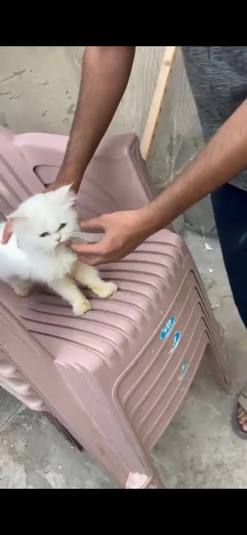 Persian cat for urgent sale — photo 2