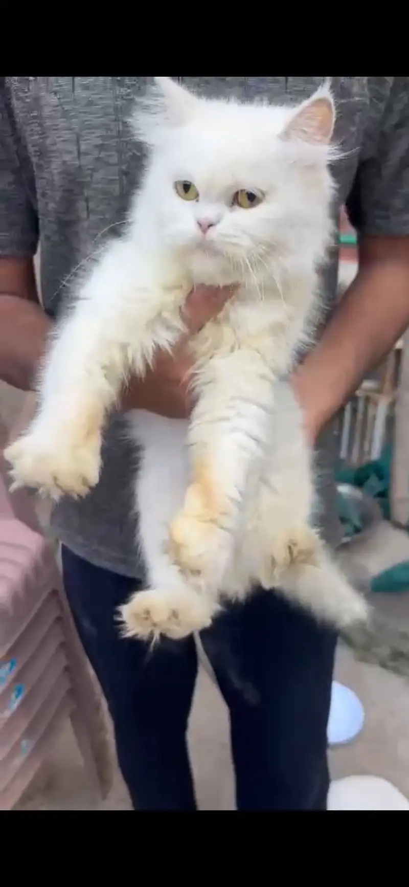Persian cat for urgent sale — photo 3