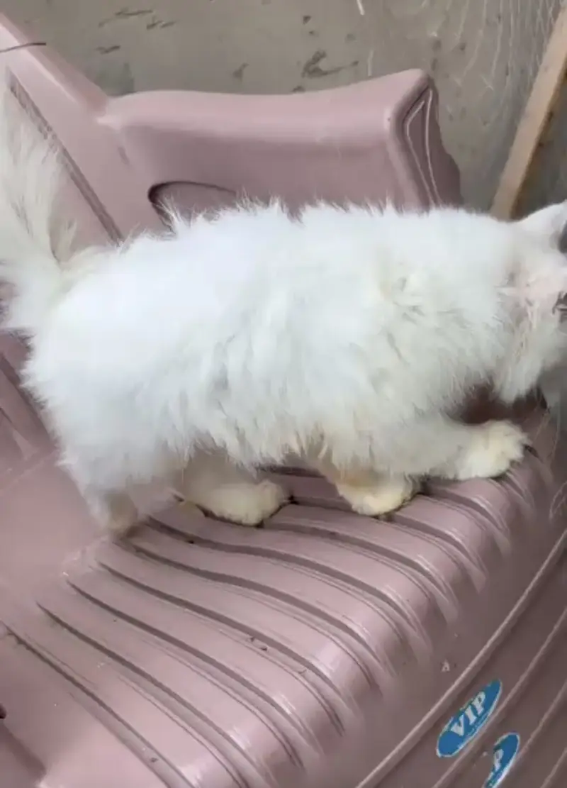 Persian cat for urgent sale — photo 4