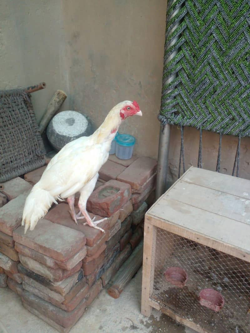 white patha 2