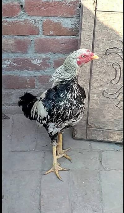Aseel Murga for sale