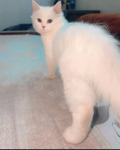 Persian female Triple coated