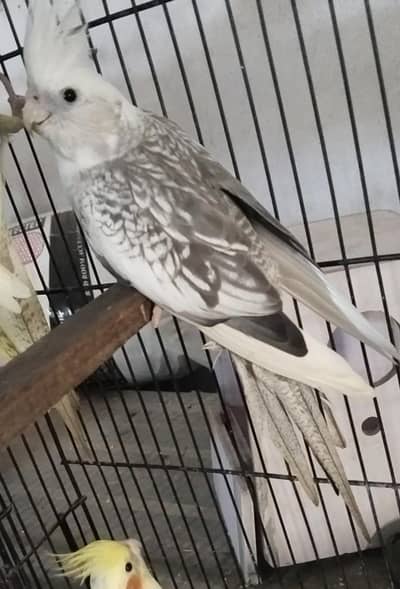 cocktail pirl female fully breder