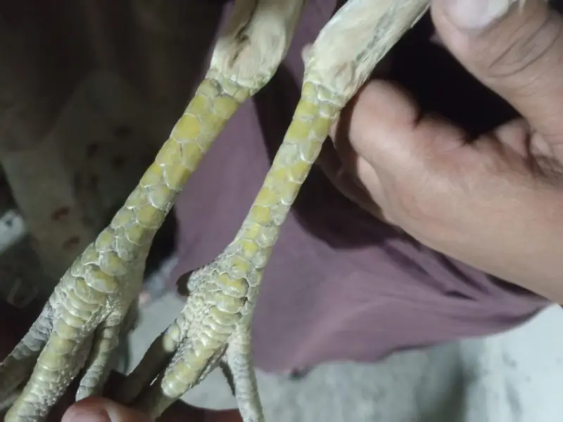 dragon aseel bi ha or burmi bi — photo 4