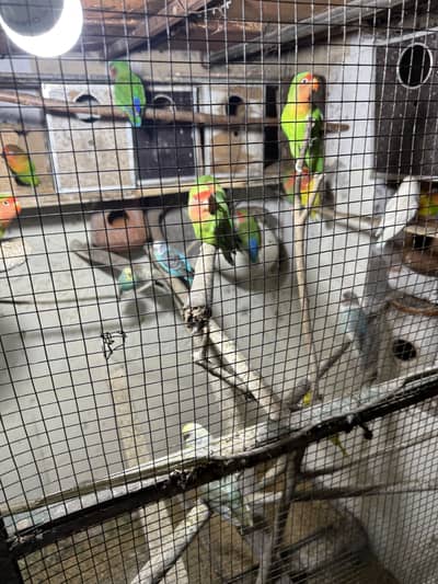 Love Birds for sale All birds sale