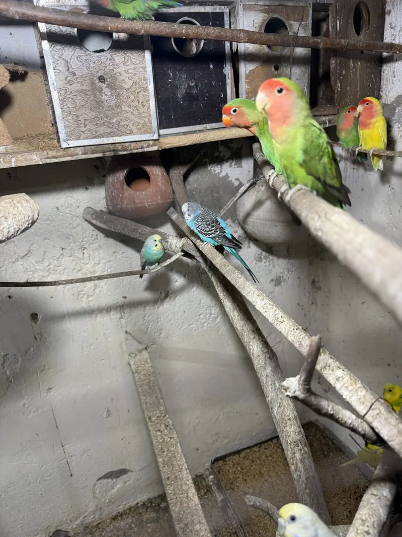 Love Birds for sale All birds sale — photo 2