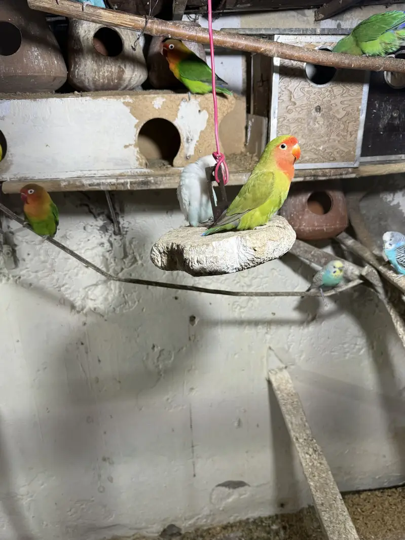 Love Birds for sale All birds sale — photo 4