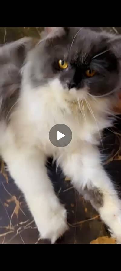 Grey and white bicolor Persian cat-Doll face long hair-litter trained