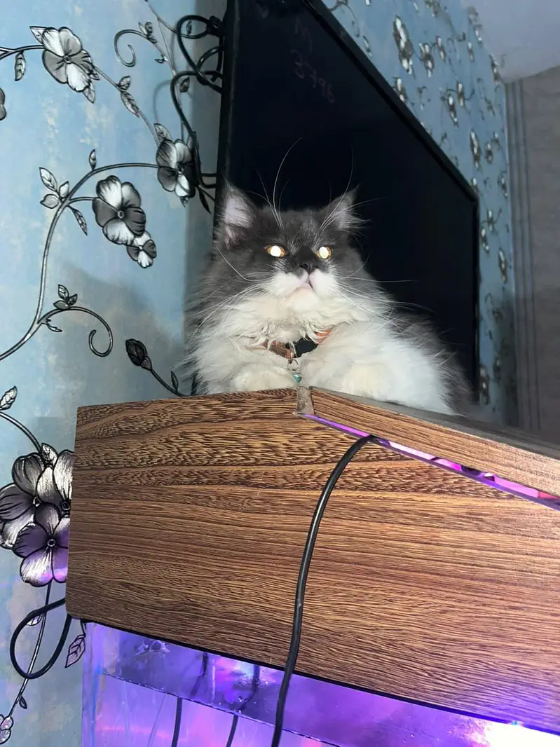 Grey and white bicolor Persian cat-Doll face long hair-litter trained — photo 2