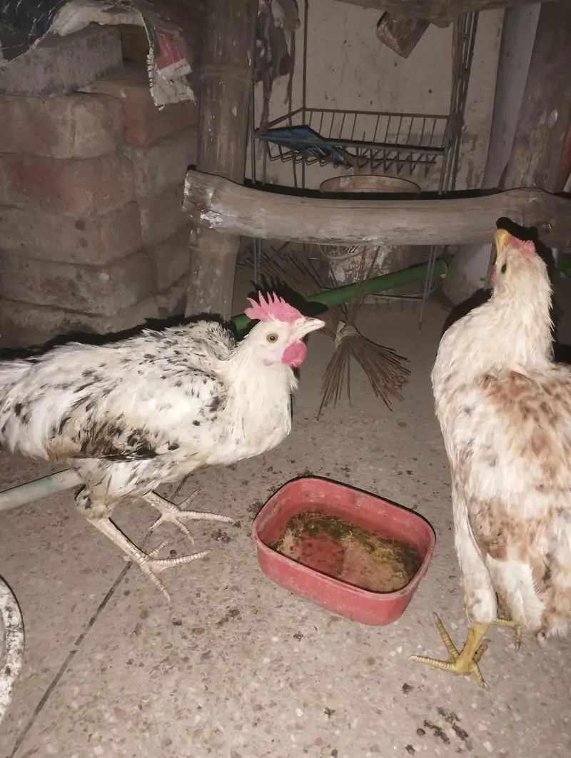 Dunu male ha 5 moth Ka patha ha dunu male ha — photo 2
