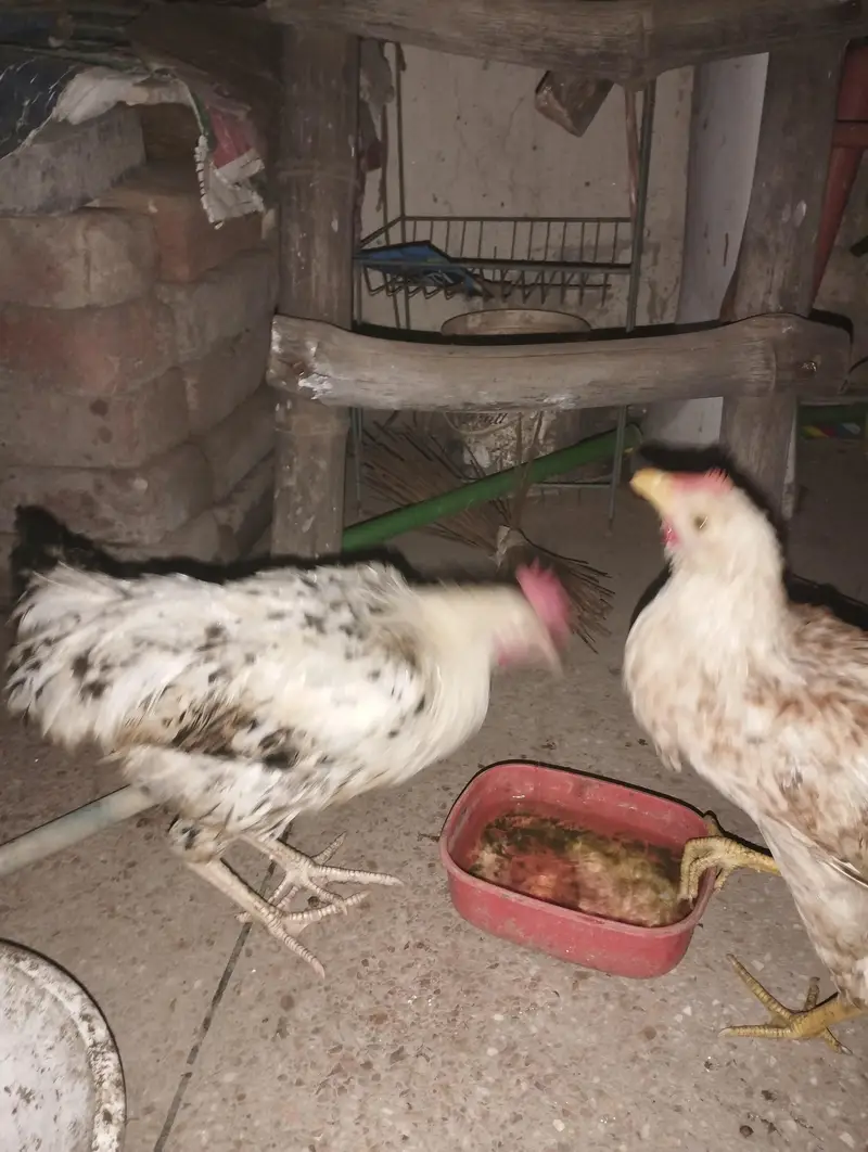 Dunu male ha 5 moth Ka patha ha dunu male ha — photo 3
