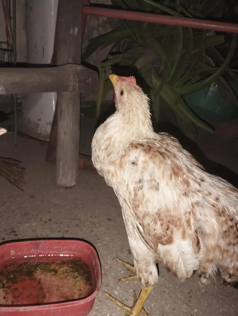 Dunu male ha 5 moth Ka patha ha dunu male ha — photo 4