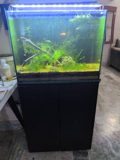fish aquarium