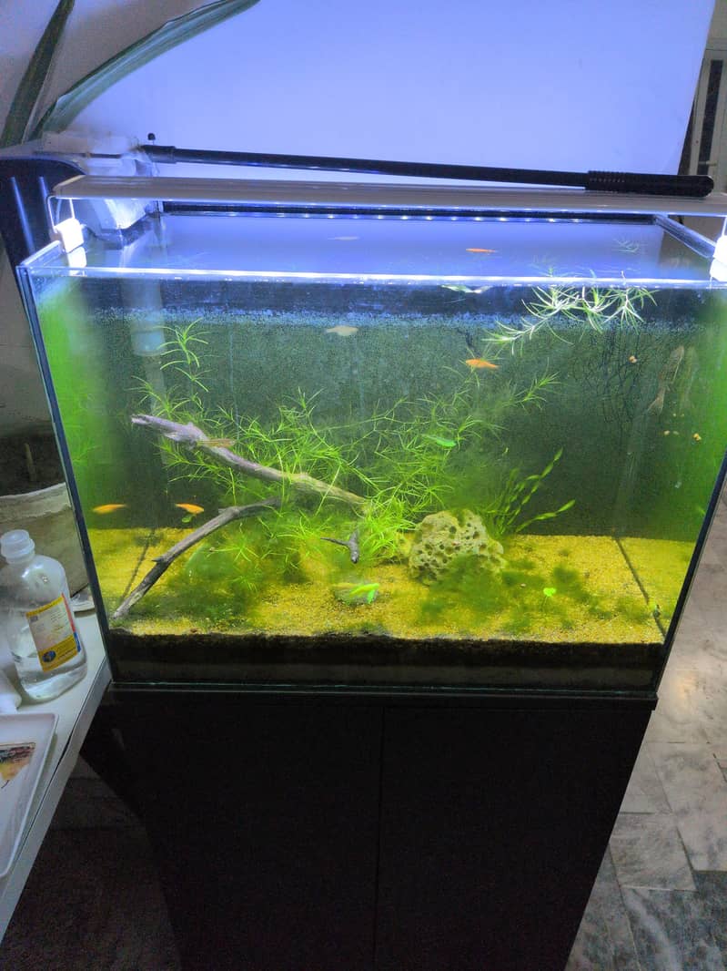 fish aquarium 1
