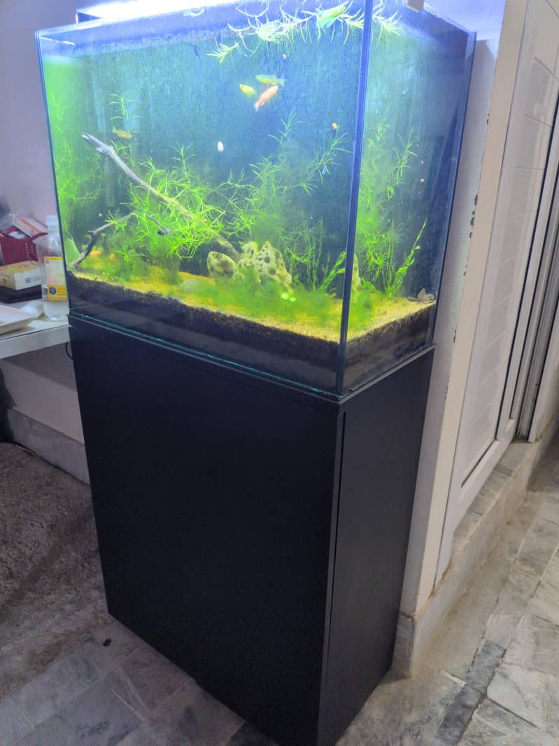 fish aquarium 2