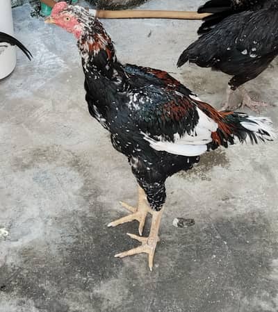 total 6 birds Ghar ke palay howay hay  jis mein se 4 aseel male female