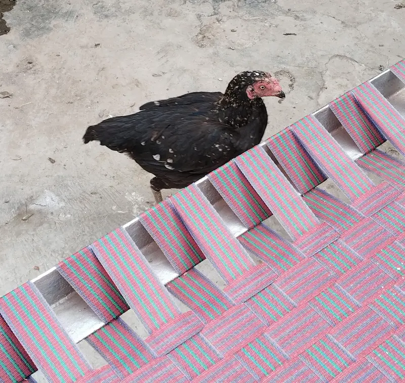 total 6 birds Ghar ke palay howay hay  jis mein se 4 aseel male female — photo 2