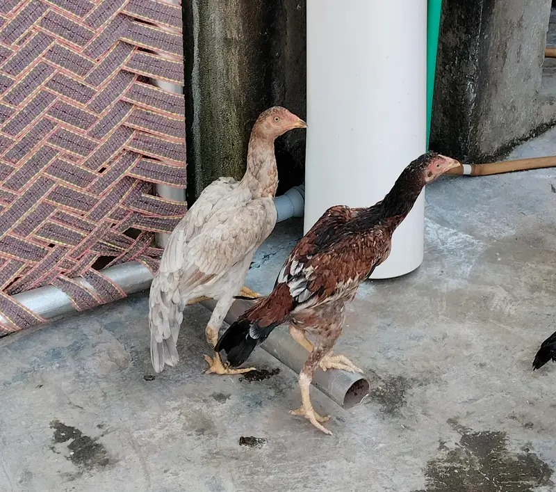 total 6 birds Ghar ke palay howay hay  jis mein se 4 aseel male female — photo 3