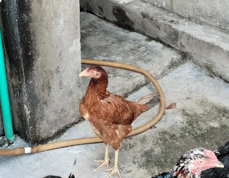 total 6 birds Ghar ke palay howay hay  jis mein se 4 aseel male female — photo 4