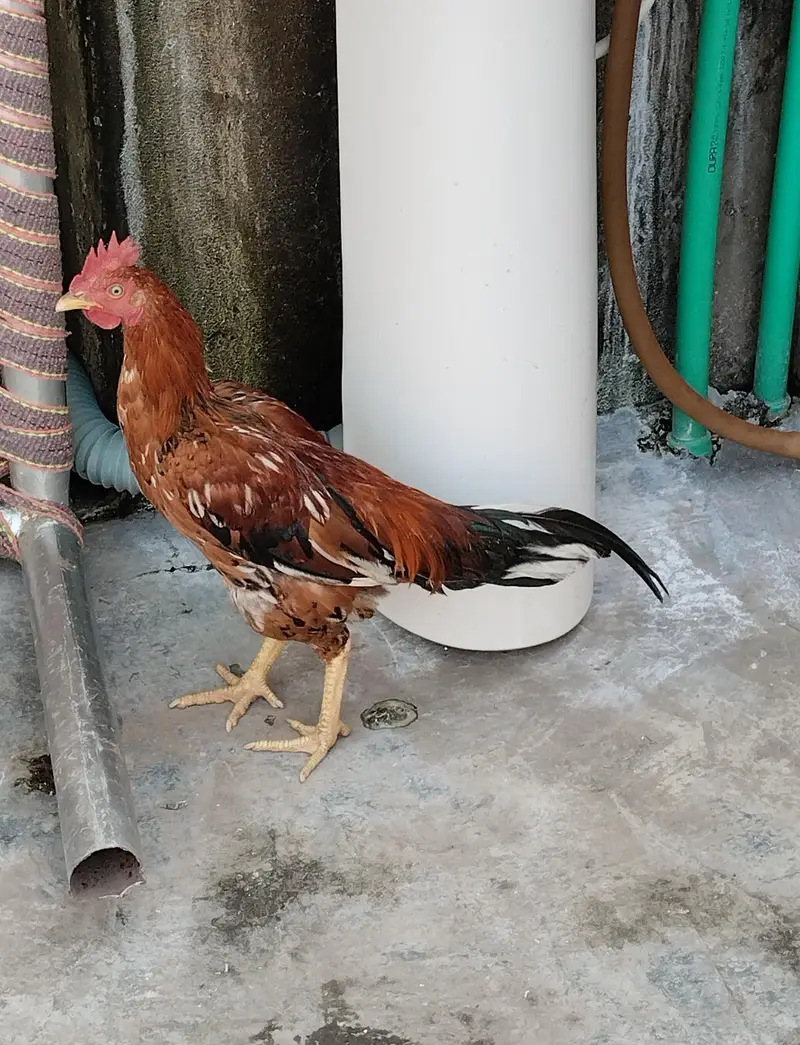 total 6 birds Ghar ke palay howay hay  jis mein se 4 aseel male female — photo 5