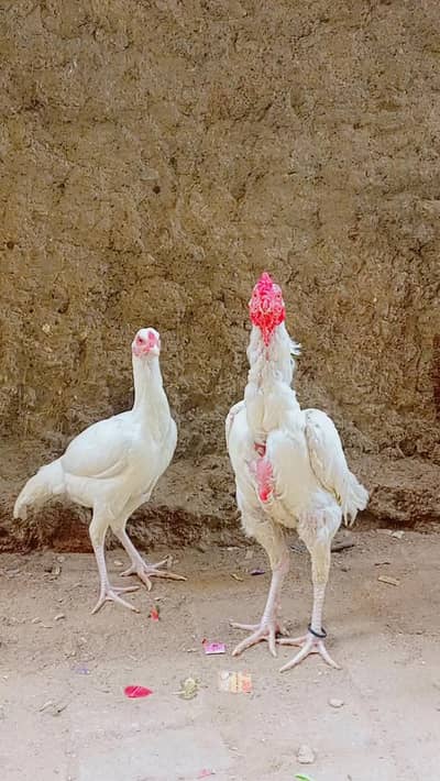 AseeL Heera pair for sale. and 3 puRe AseeL murghe for sale. .