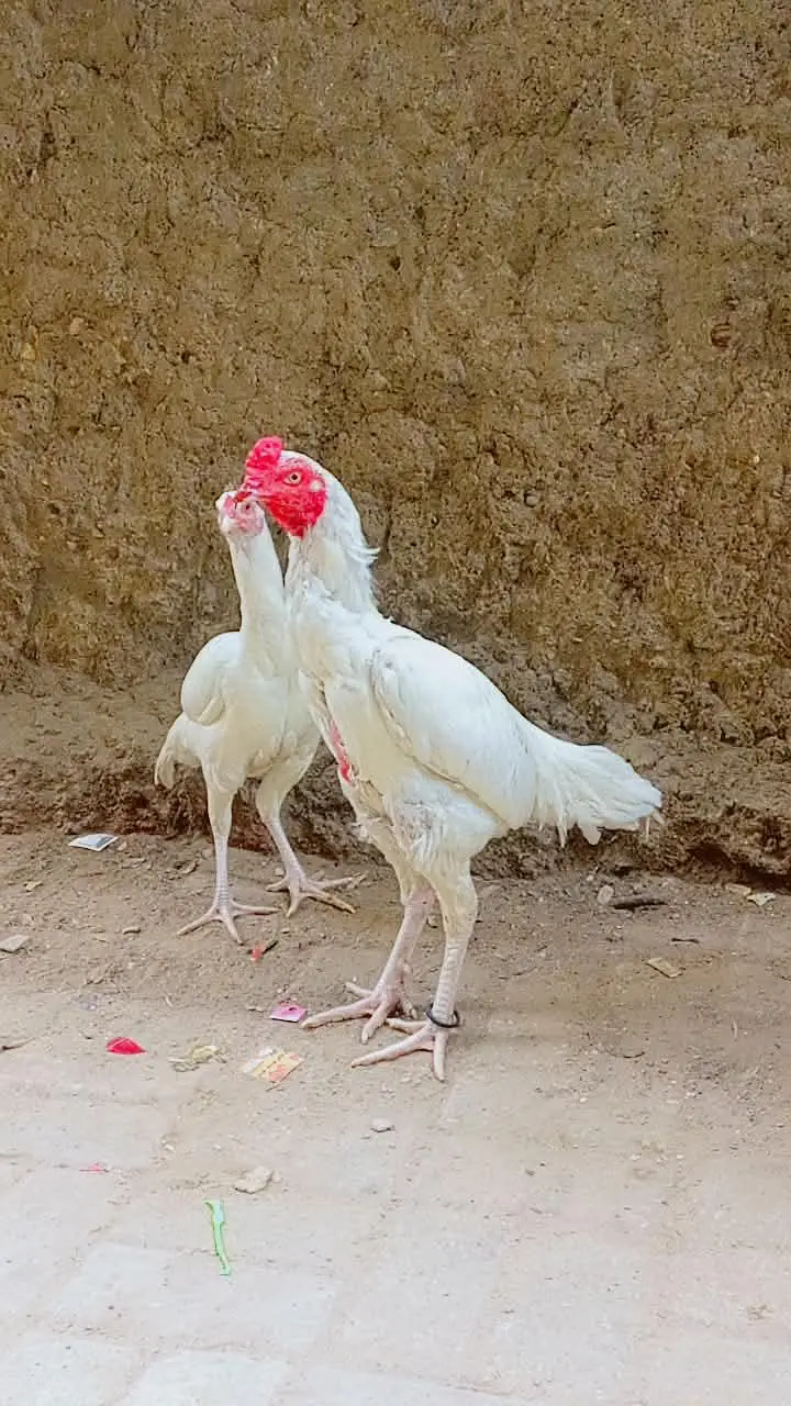 AseeL Heera pair for sale. and 3 puRe AseeL murghe for sale. . — photo 2