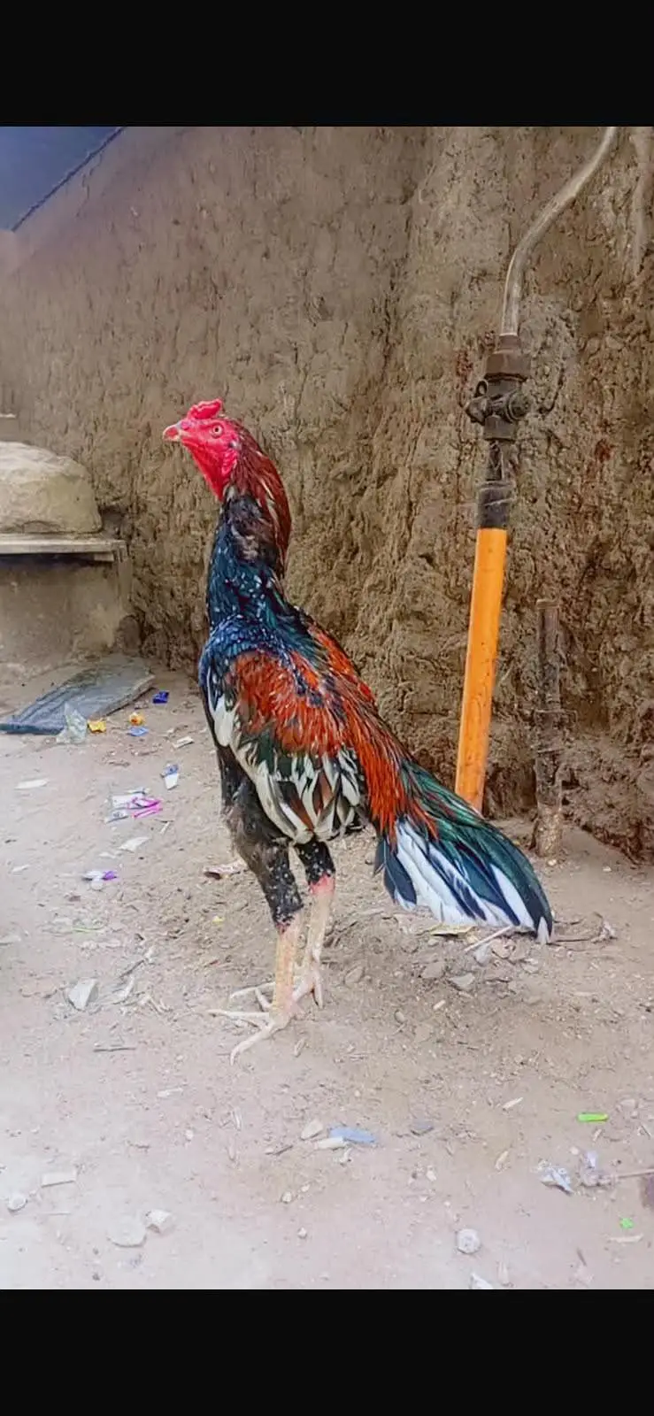 AseeL Heera pair for sale. and 3 puRe AseeL murghe for sale. . — photo 3