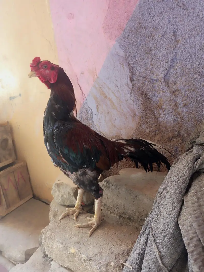 AseeL Heera pair for sale. and 3 puRe AseeL murghe for sale. . — photo 4