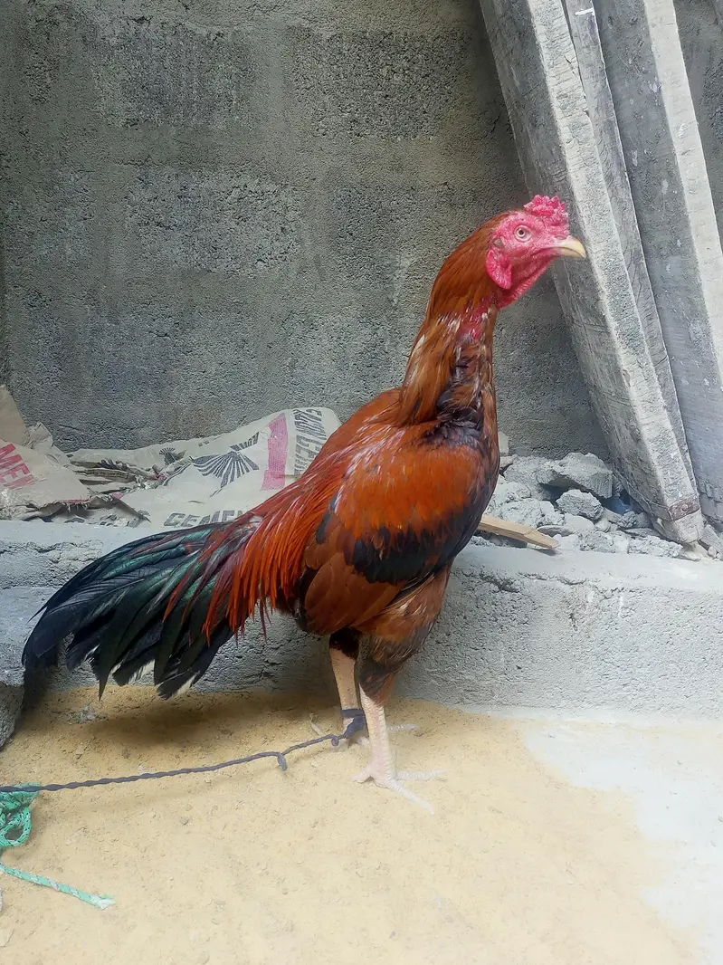 AseeL Heera pair for sale. and 3 puRe AseeL murghe for sale. . — photo 5