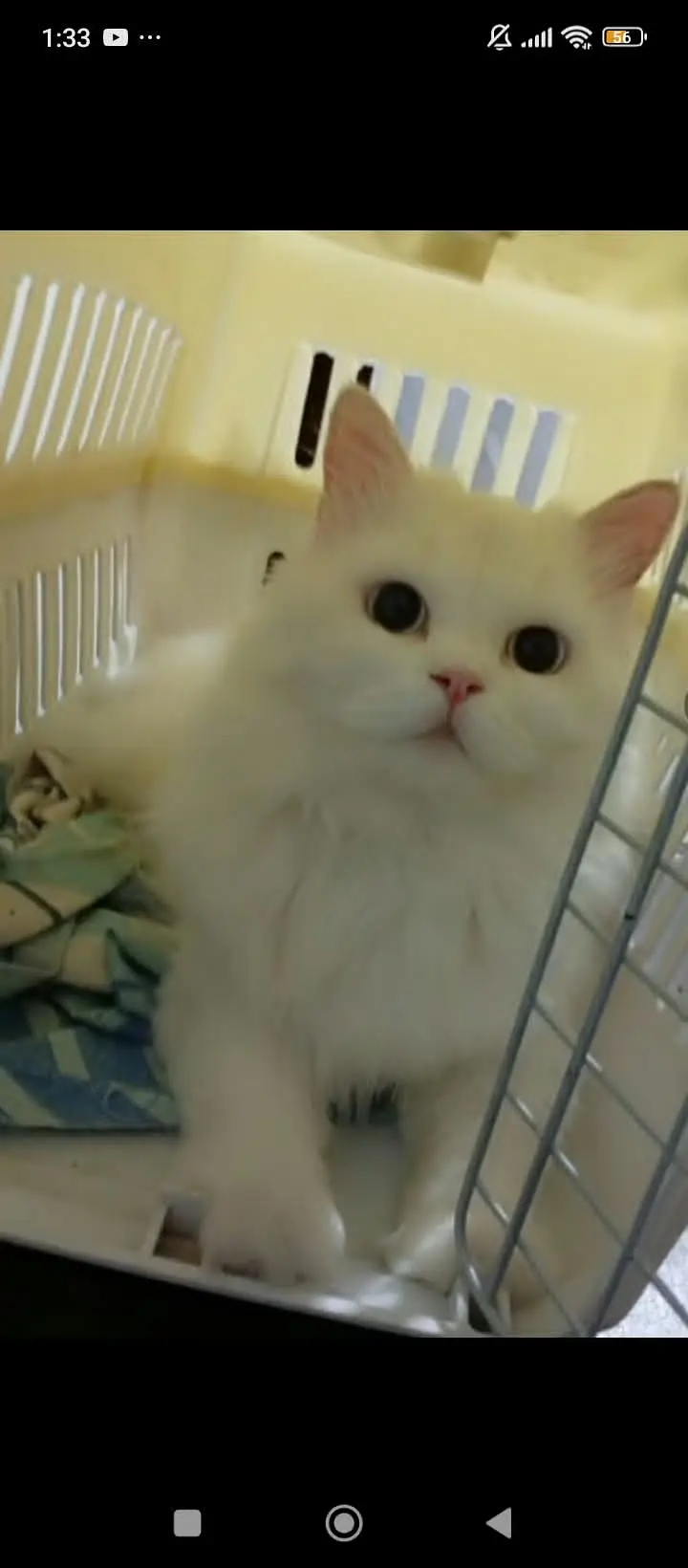 Female persian — photo 2