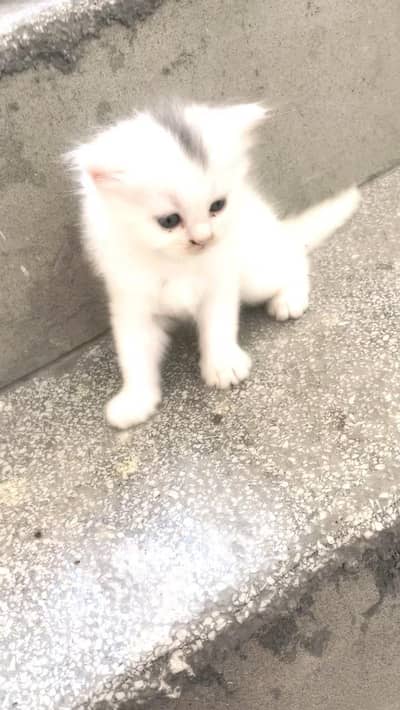 white cat bluo eays