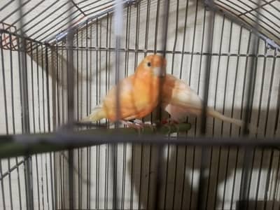 orange canary pair with DNA for sale in lahore