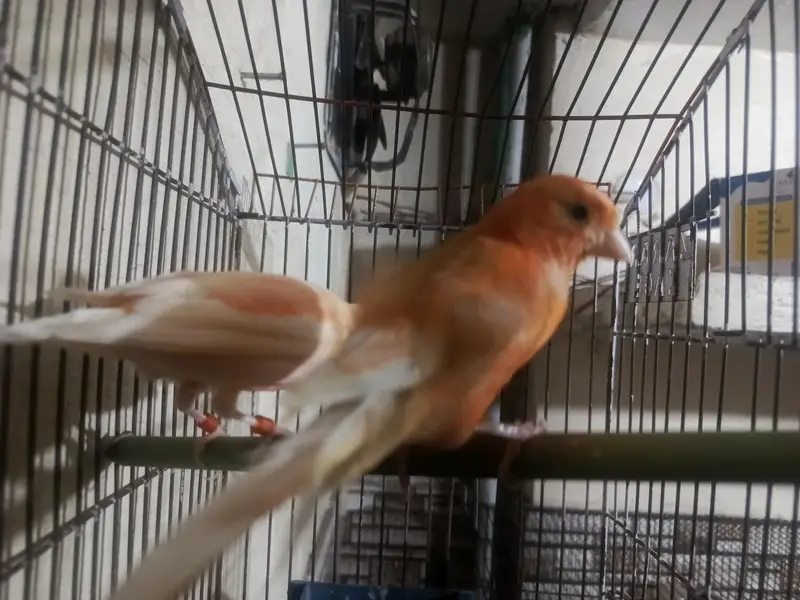 orange canary pair with DNA for sale in lahore — photo 2