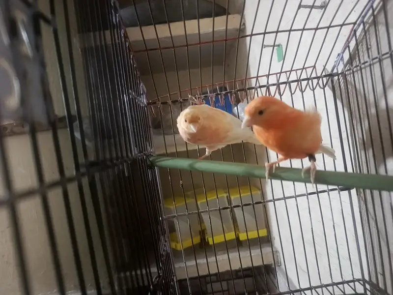 orange canary pair with DNA for sale in lahore — photo 3