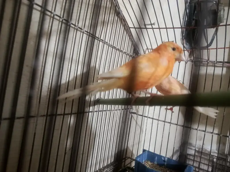 orange canary pair with DNA for sale in lahore — photo 4