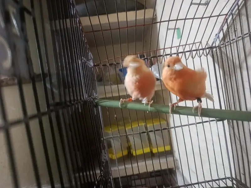 orange canary pair with DNA for sale in lahore — photo 5