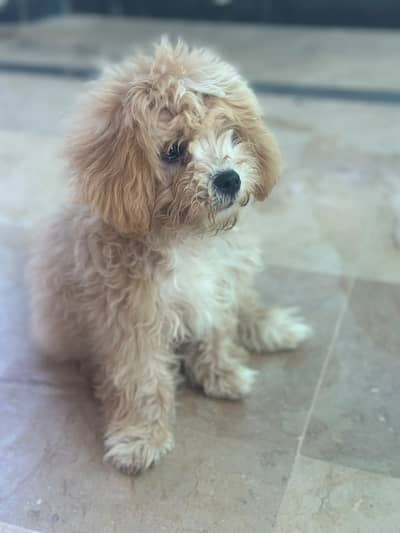 Shih Tzu Puppy For Sale