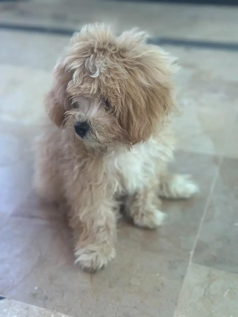 Shih Tzu Puppy For Sale — photo 2
