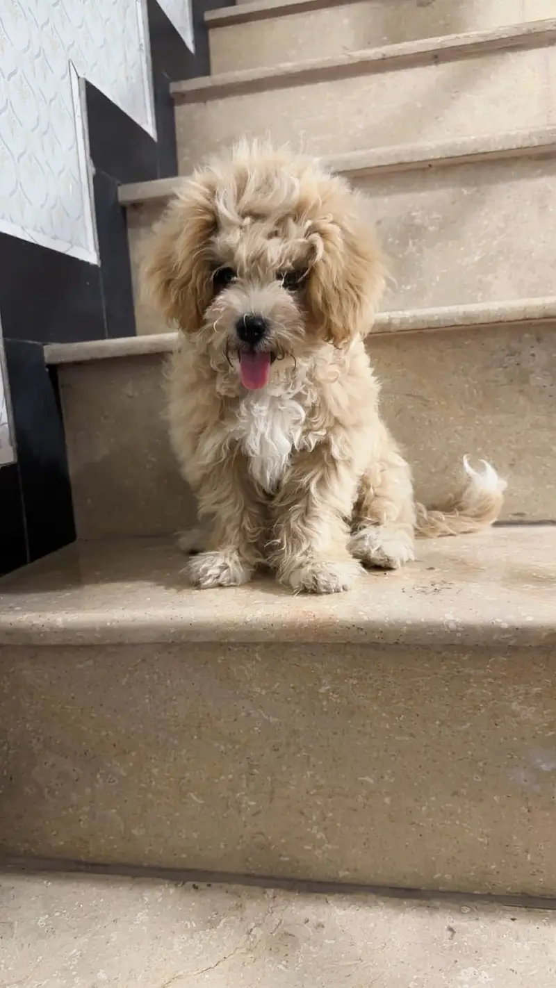Shih Tzu Puppy For Sale — photo 3